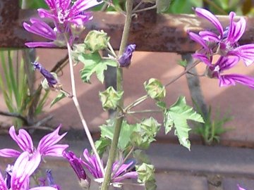 Malva nicaeensis e M. sylvestris